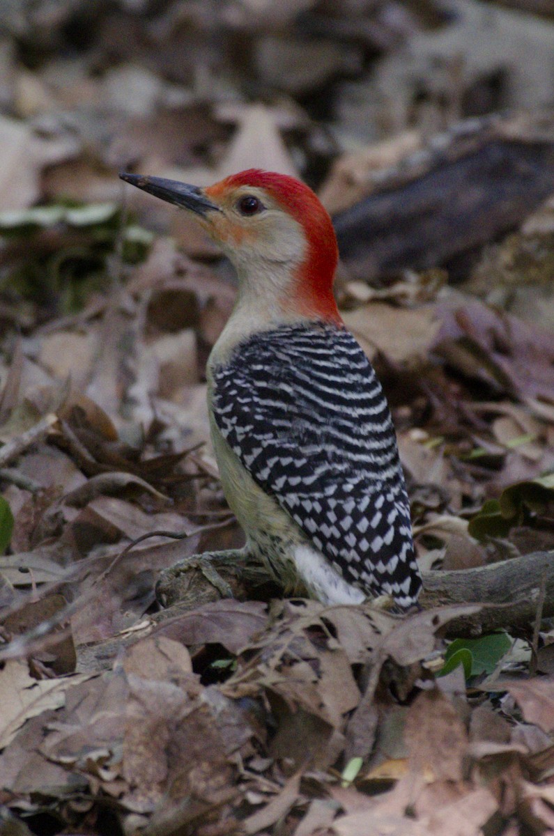 Red-bellied Woodpecker - ML576971091