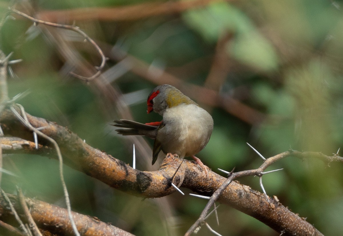 Red-browed Firetail - ML576975741