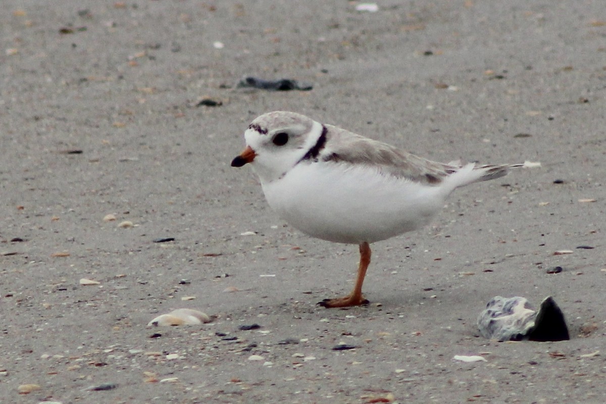 Piping Plover - ML576976151