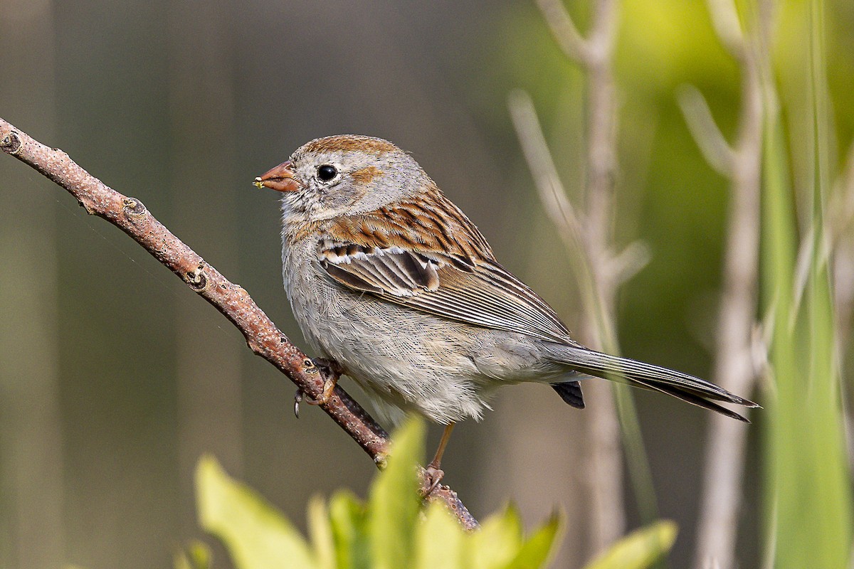 Ebird Checklist May Cape Island South Cape May Meadows Scmm Species