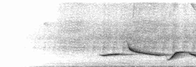 Kara Gerdanlı Çıtkuşu - ML576978491