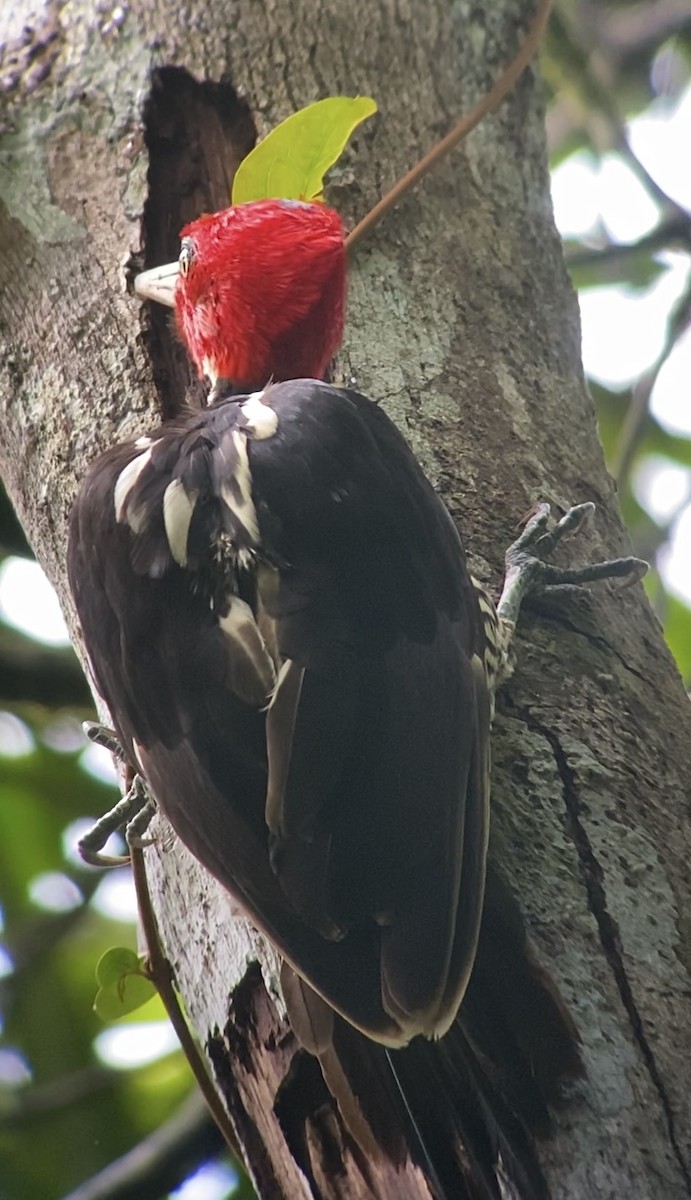 Pale-billed Woodpecker - Dario Mora