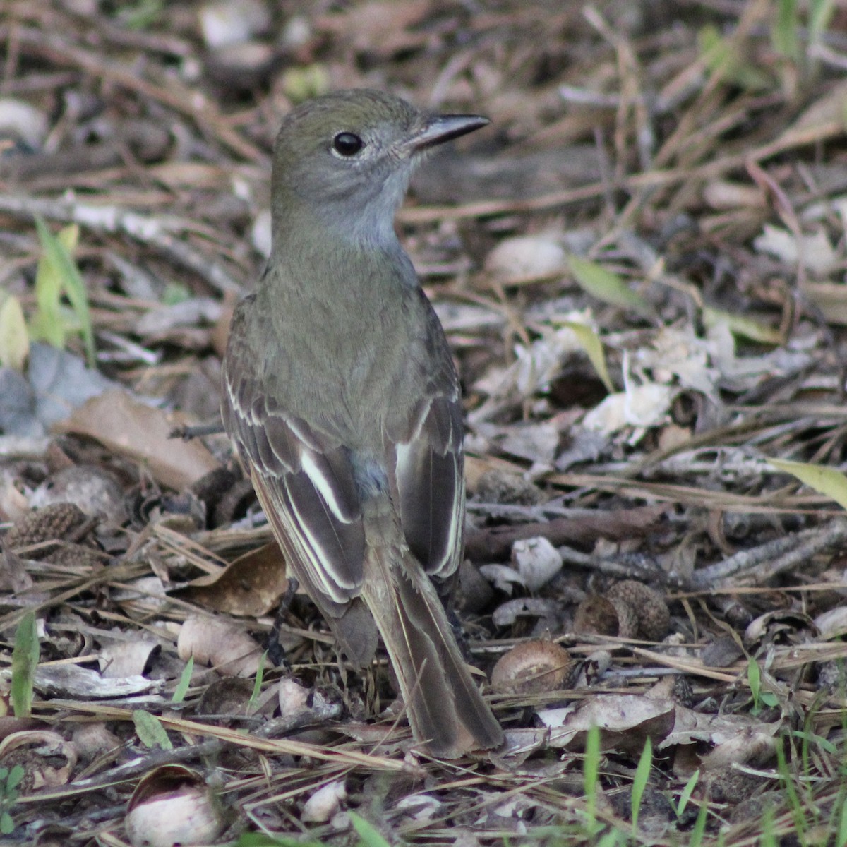 Great Crested Flycatcher - ML576981021