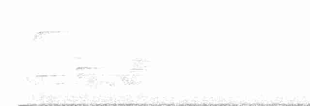 Дрізд-короткодзьоб Cвенсона [група ustulatus] - ML576982101