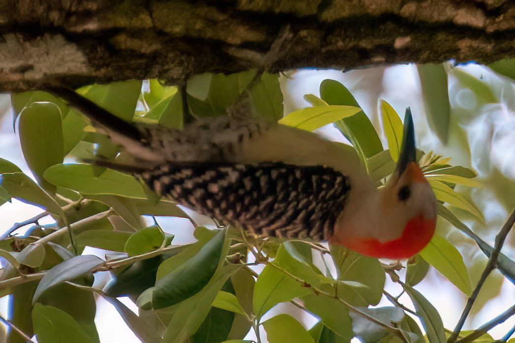 Red-bellied Woodpecker - ML576983231