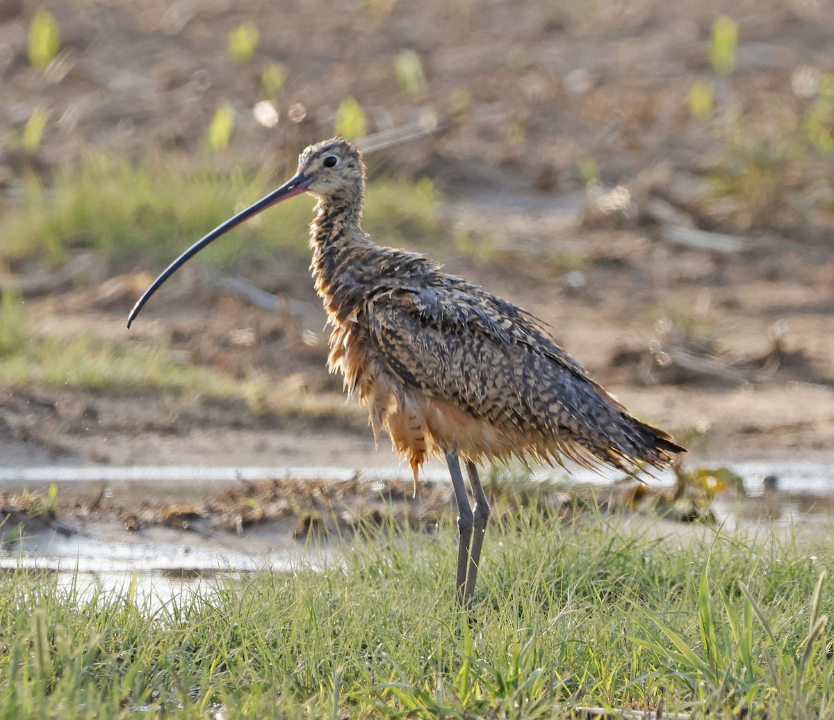 Long-billed Curlew - ML576983621