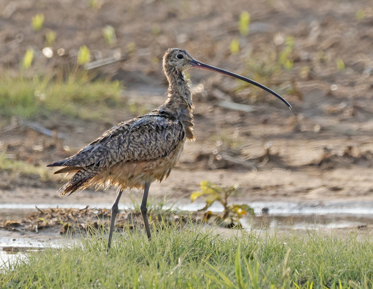 Long-billed Curlew - ML576983651