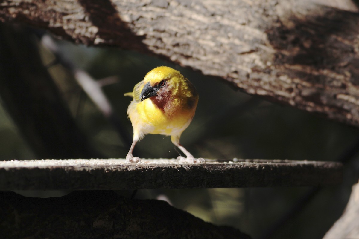 Southern Brown-throated Weaver - ML576988401