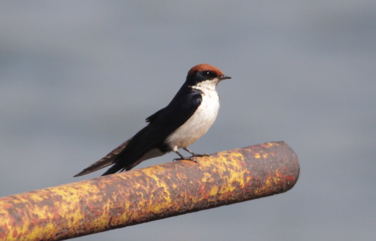 Wire-tailed Swallow - ML576989111