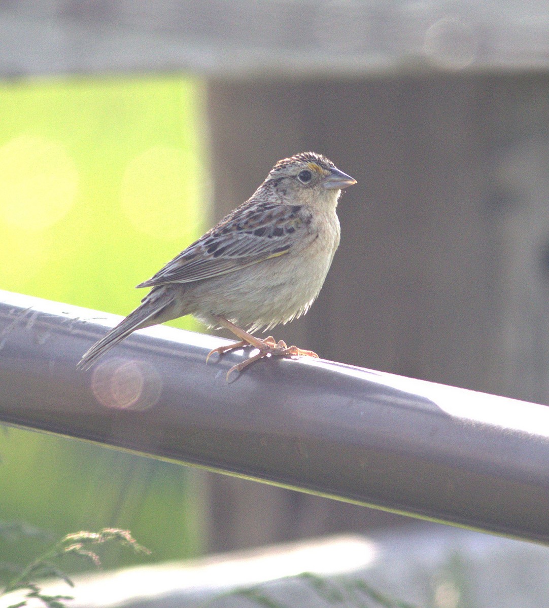 Grasshopper Sparrow - ML576989271