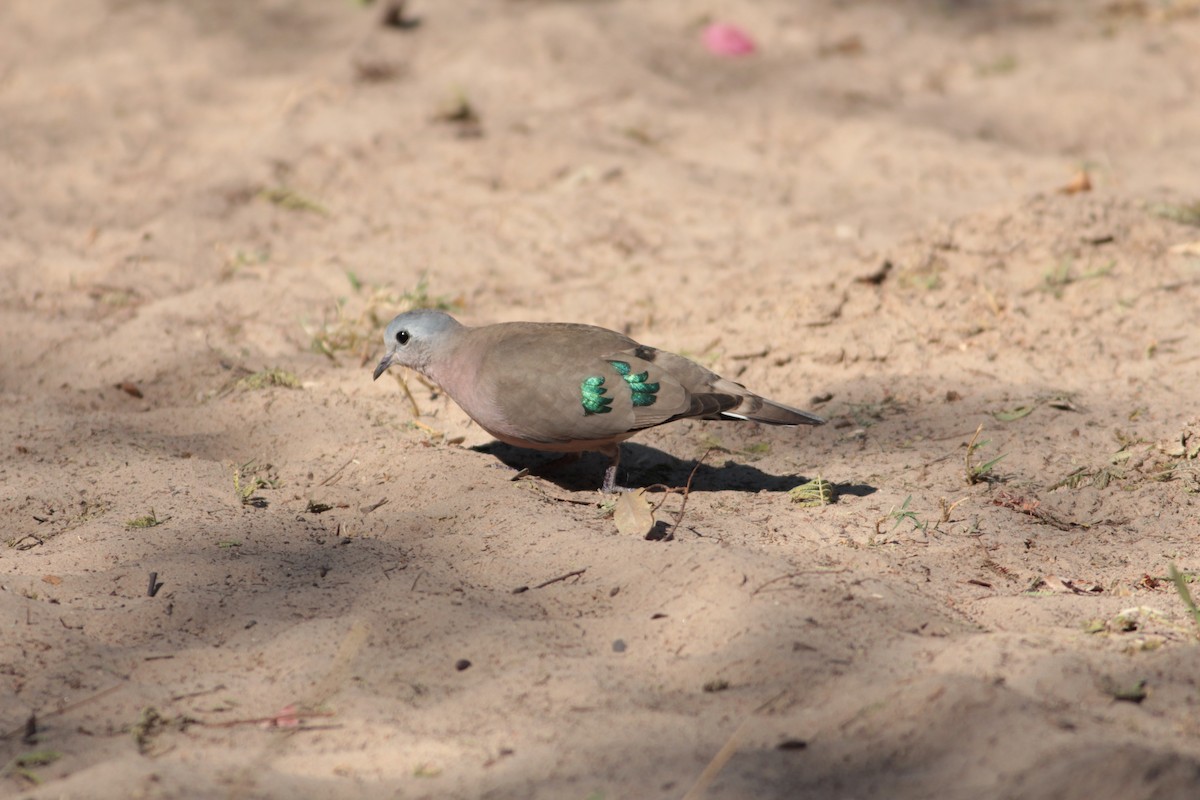 Emerald-spotted Wood-Dove - ML576989621