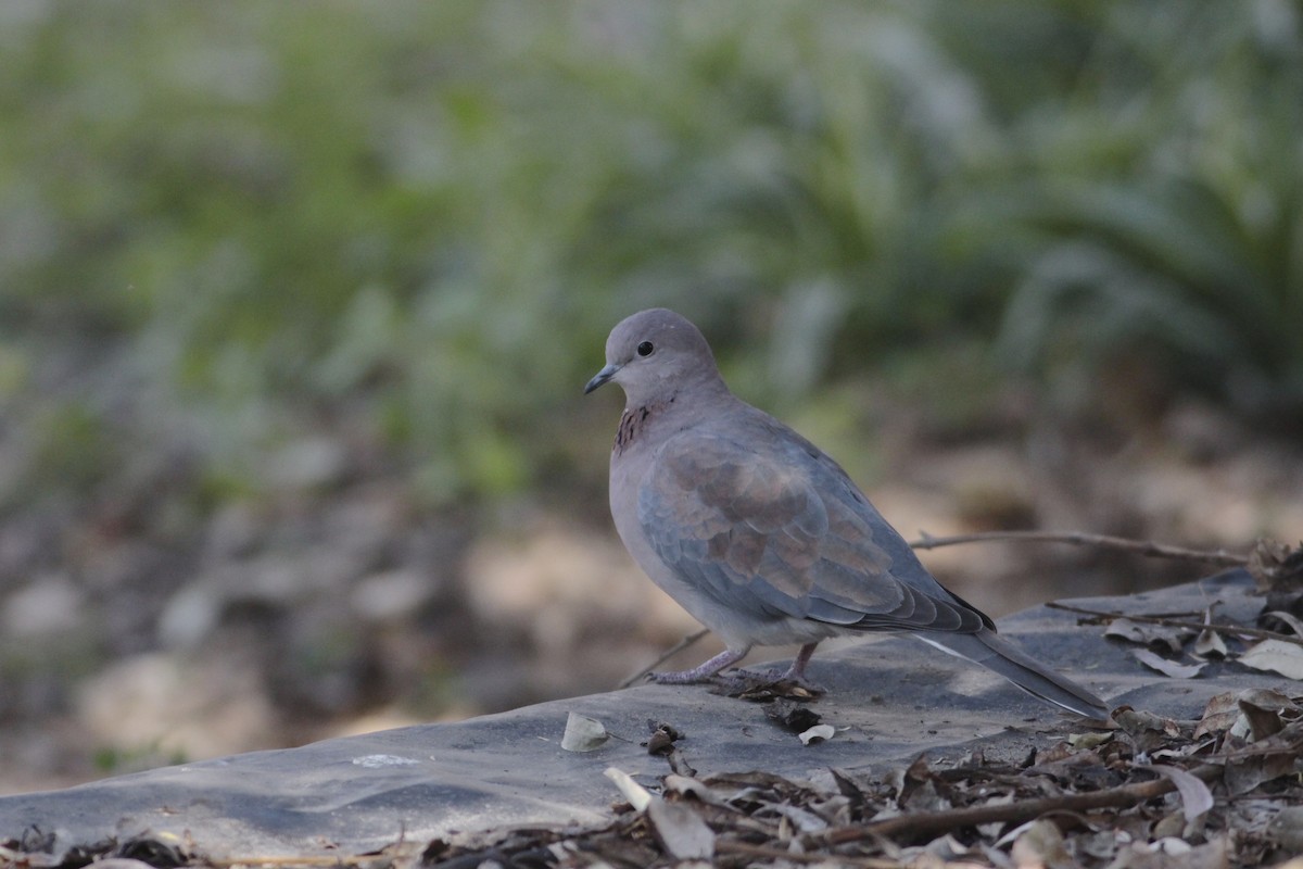 Laughing Dove - ML576989681