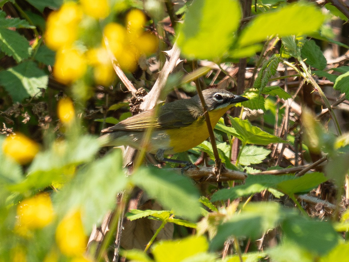 Yellow-breasted Chat - ML576992311