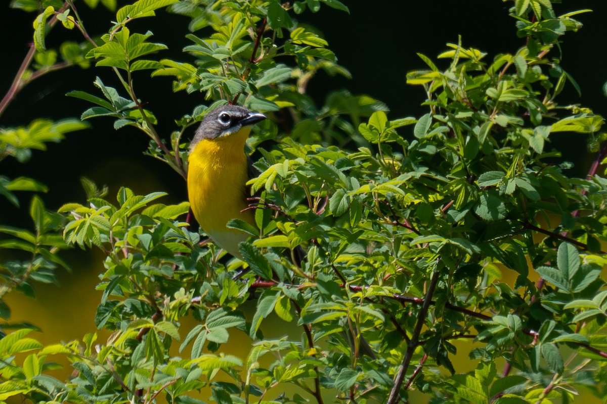Yellow-breasted Chat - ML576992321