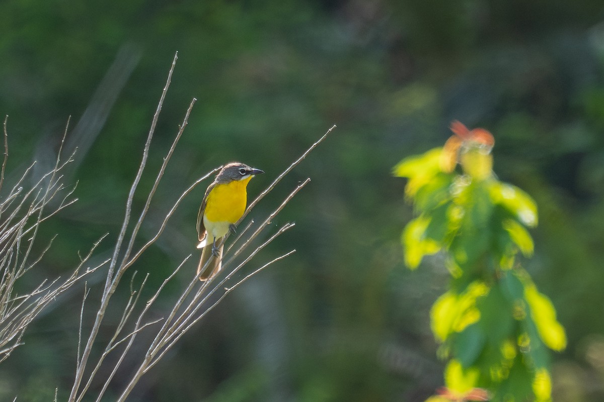 Yellow-breasted Chat - ML576992331
