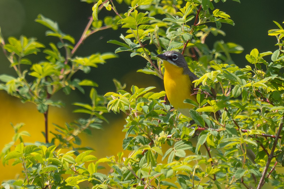 Yellow-breasted Chat - ML576992341