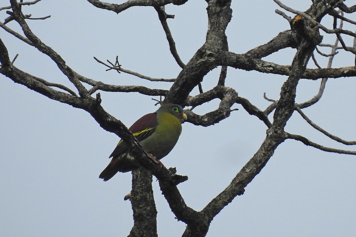 Thick-billed Green-Pigeon - ML576992431
