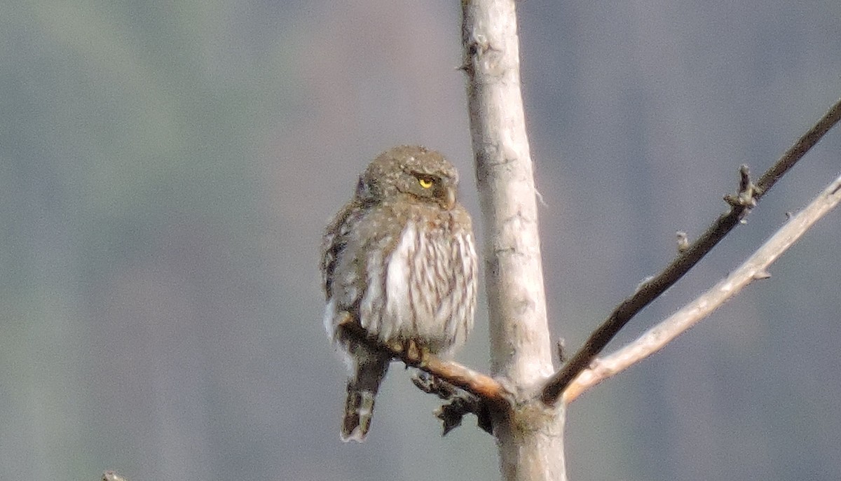 Northern Pygmy-Owl - ML576994351