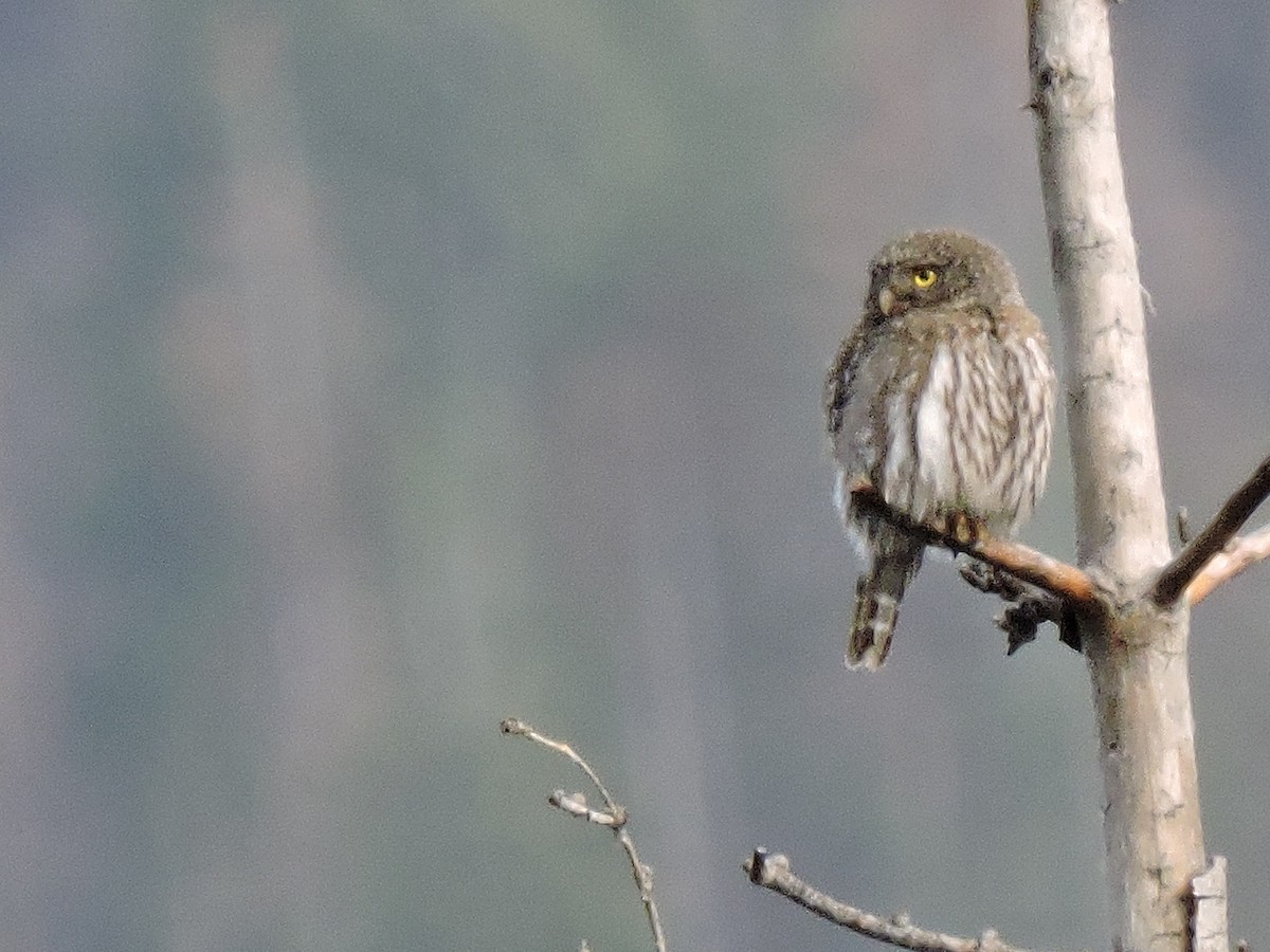 Northern Pygmy-Owl - Amy Williamson
