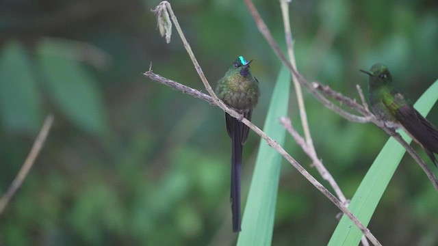 Violet-tailed Sylph - ML576998721