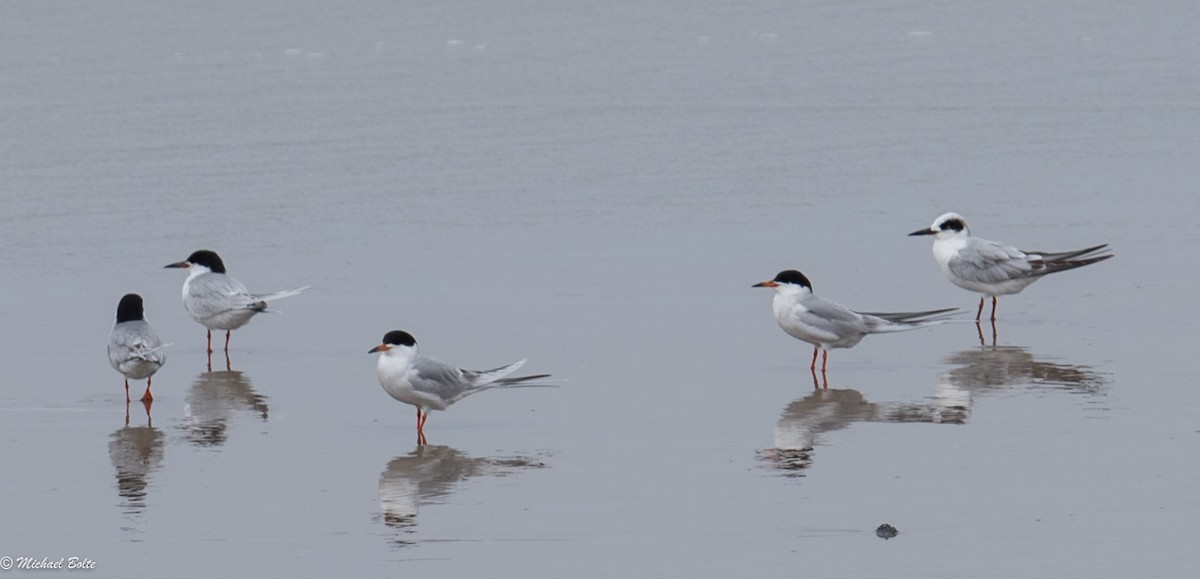 Forster's Tern - Michael Bolte