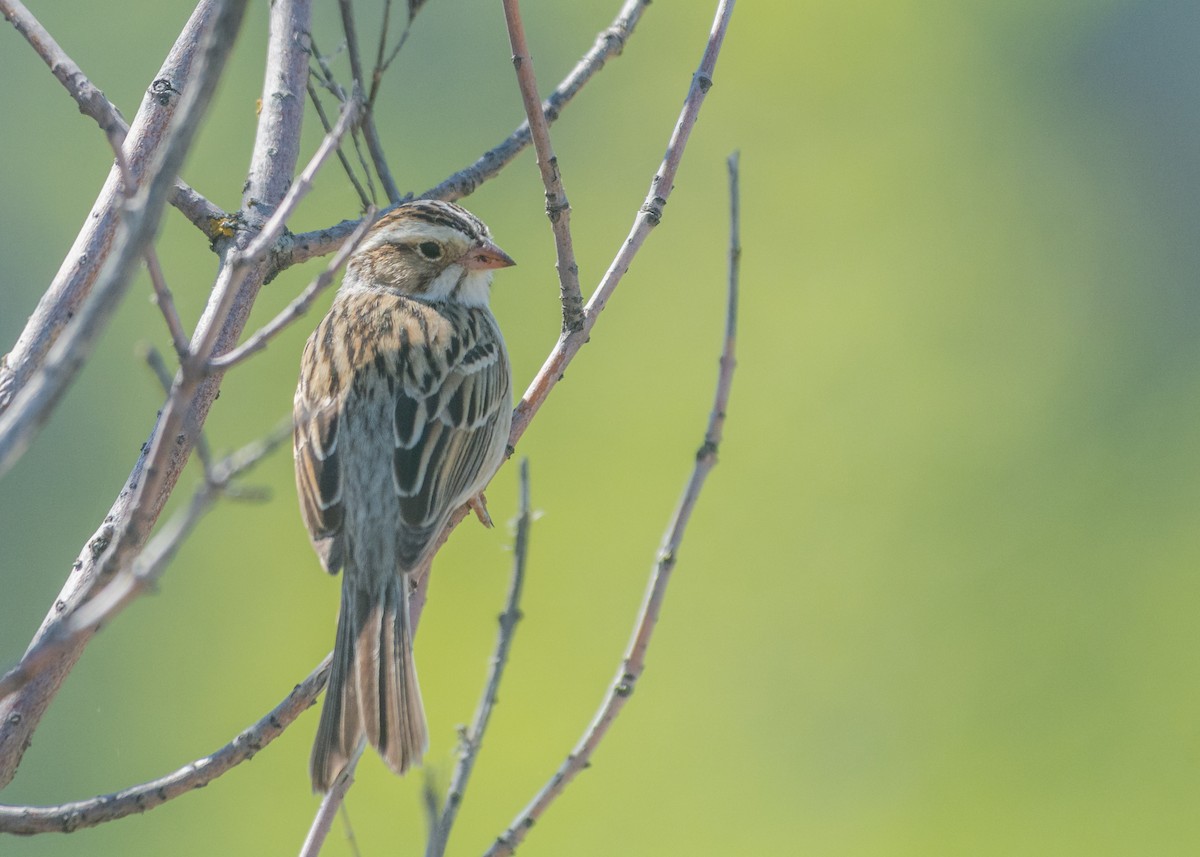 Clay-colored Sparrow - ML577002041