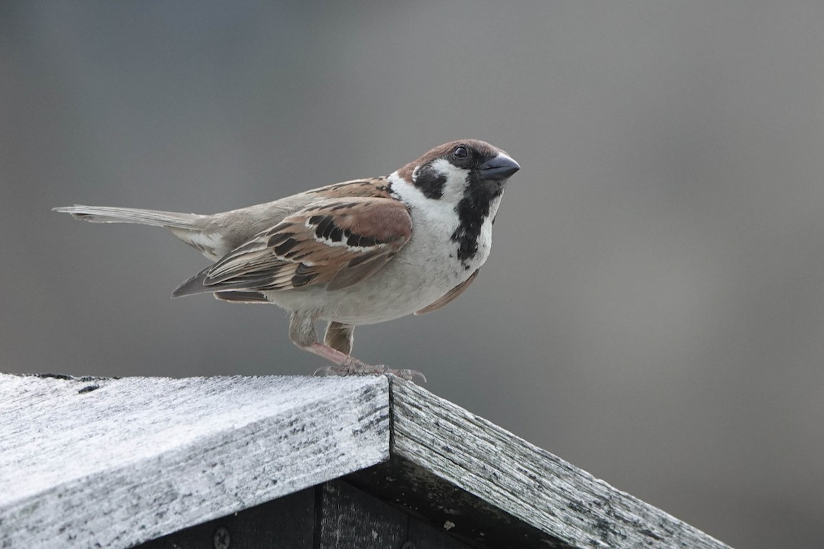 Eurasian Tree Sparrow - ML577004151