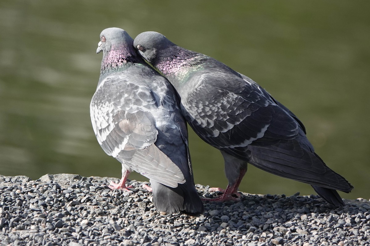 Rock Pigeon (Feral Pigeon) - ML577004171