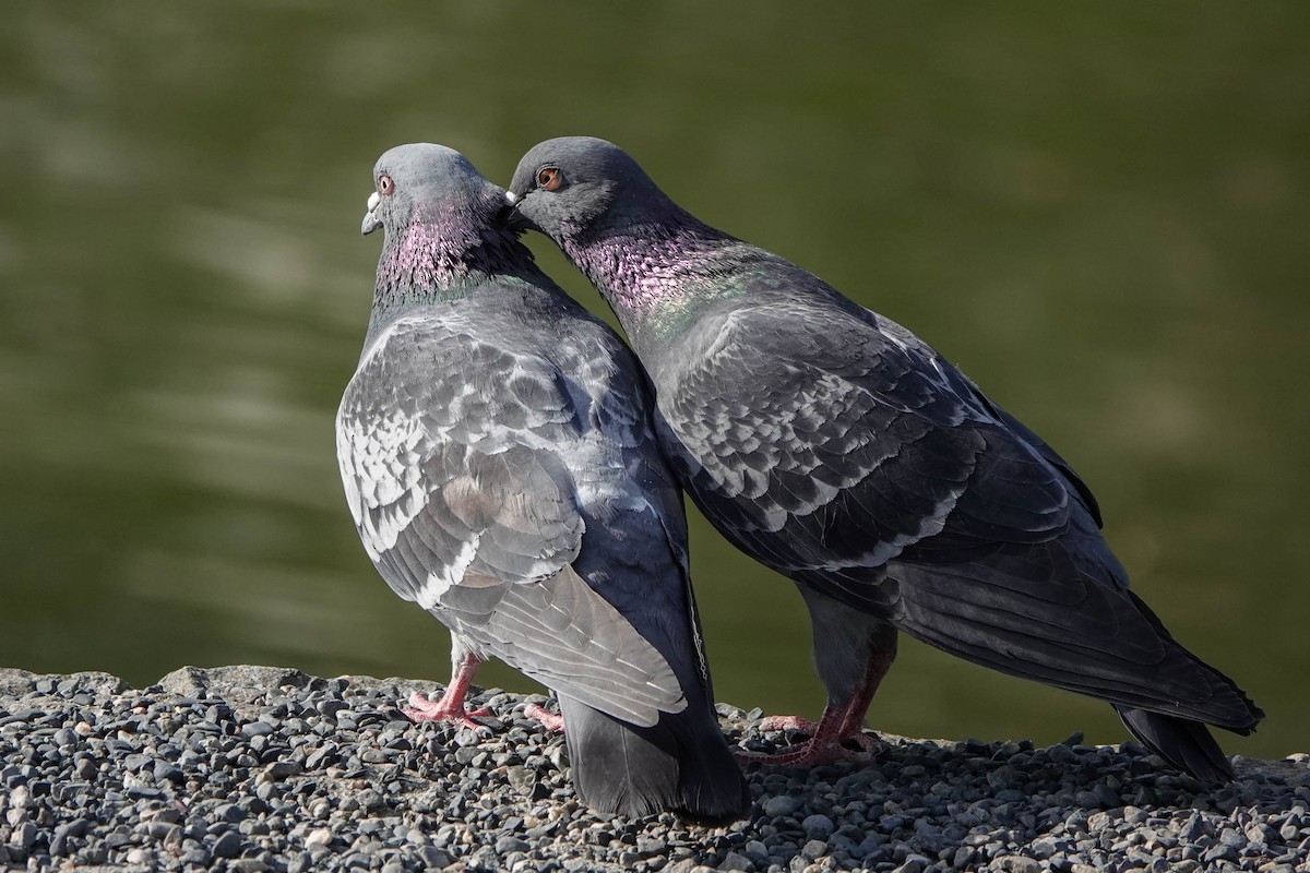 Rock Pigeon (Feral Pigeon) - ML577004181