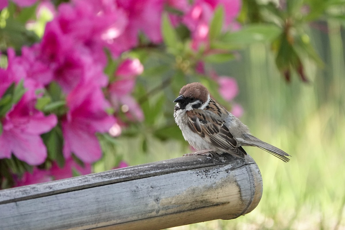 Eurasian Tree Sparrow - ML577004241