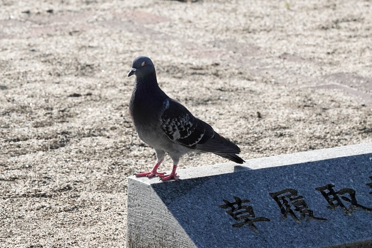 Rock Pigeon (Feral Pigeon) - ML577004261