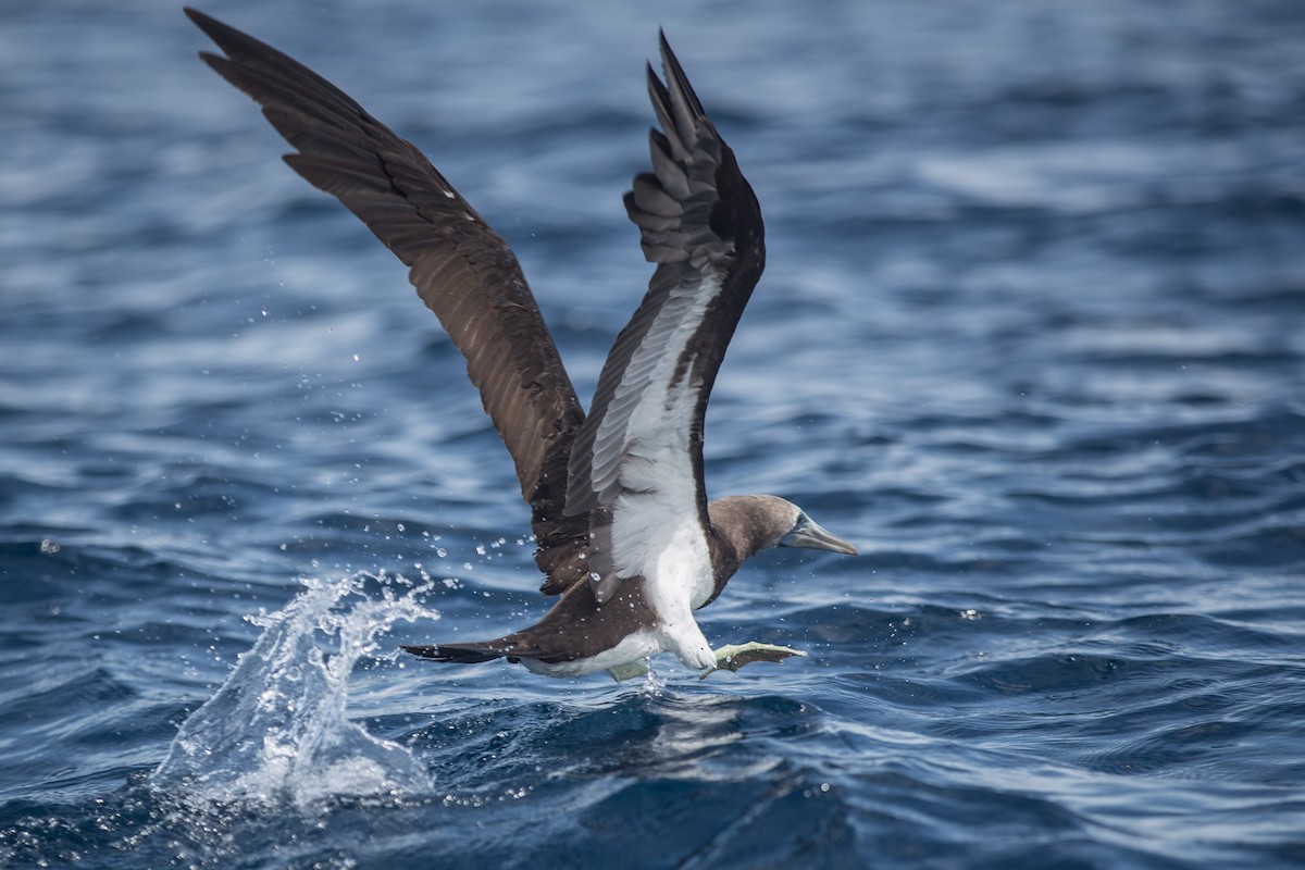 Brown Booby - ML577005451