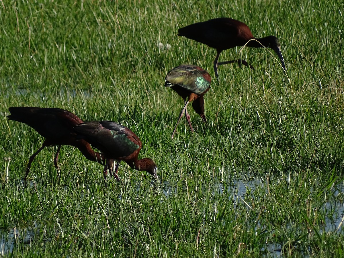 Glossy Ibis - Billy Fenimore