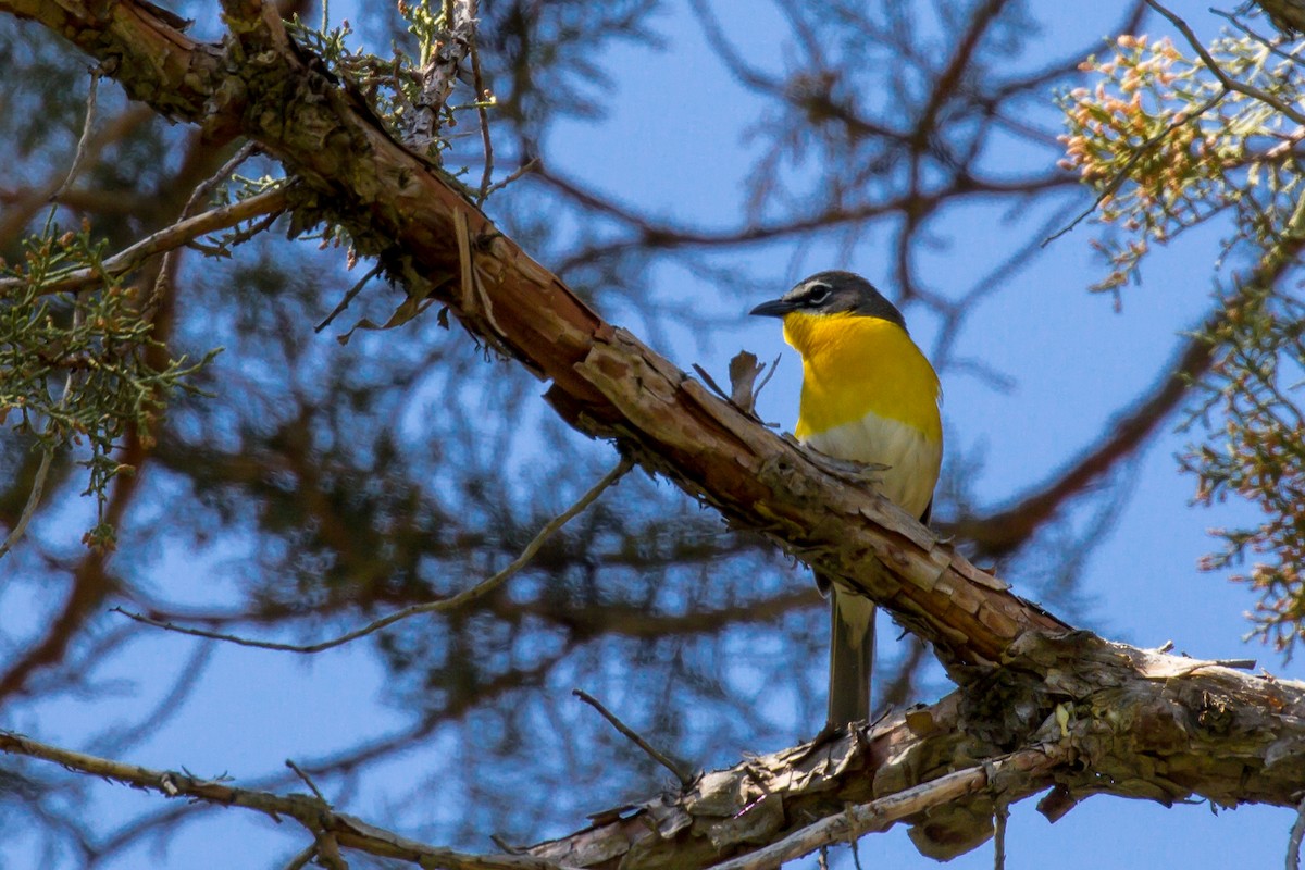 Yellow-breasted Chat - ML577013431