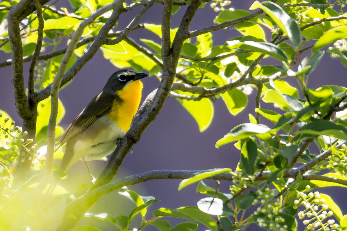 Yellow-breasted Chat - ML577013471