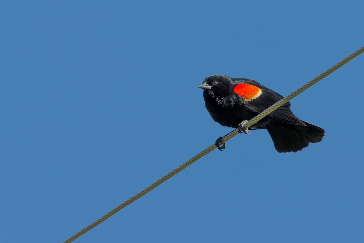 Red-winged Blackbird - ML577013521