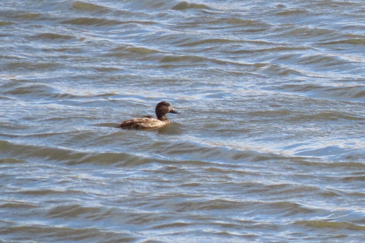 eBird Australia Checklist - 25 May 2023 - Point Hut Road dam (Gordon ...