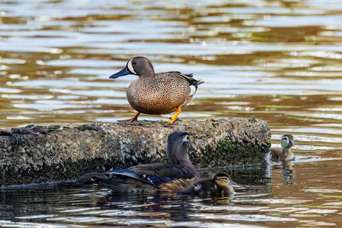 Blue-winged Teal - ML577017461