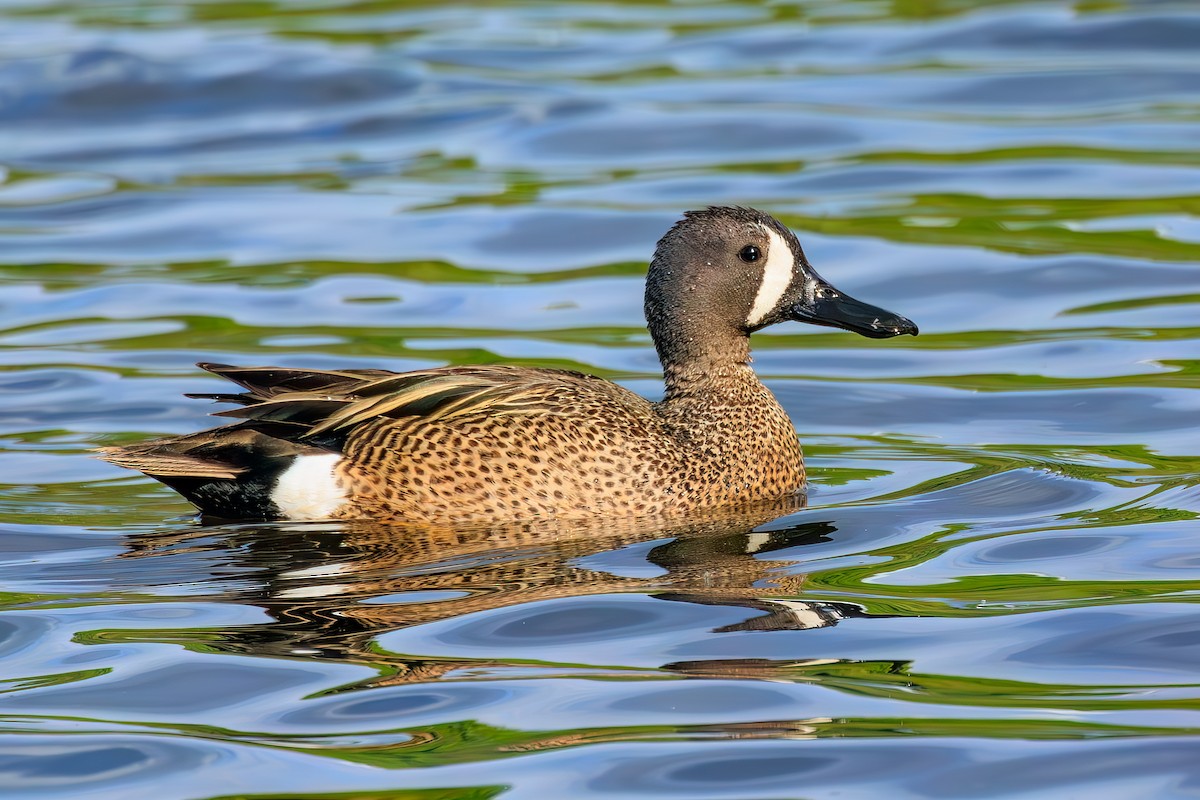 Blue-winged Teal - ML577017471