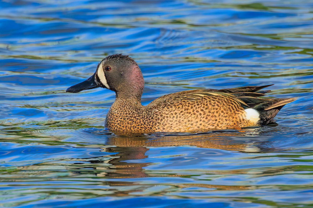 Blue-winged Teal - ML577017481