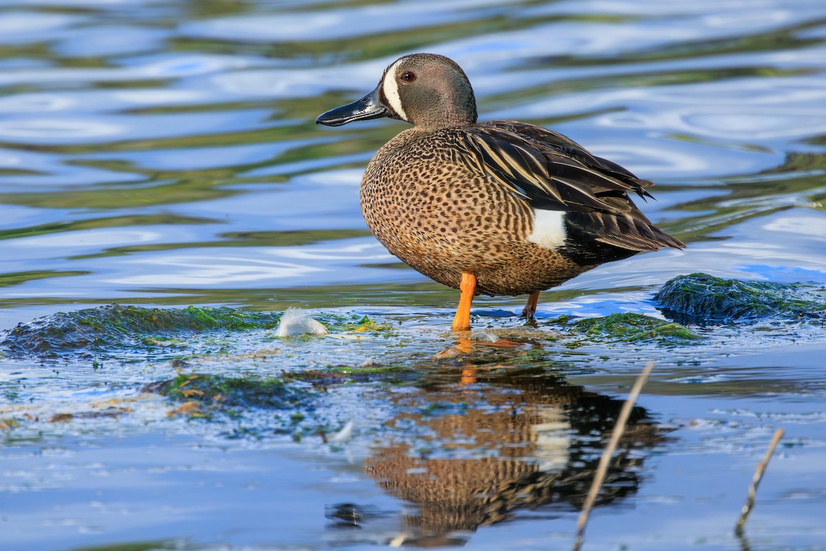 Blue-winged Teal - ML577017491