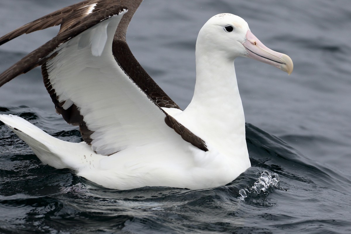 albatros královský (ssp. sanfordi) - ML577018161