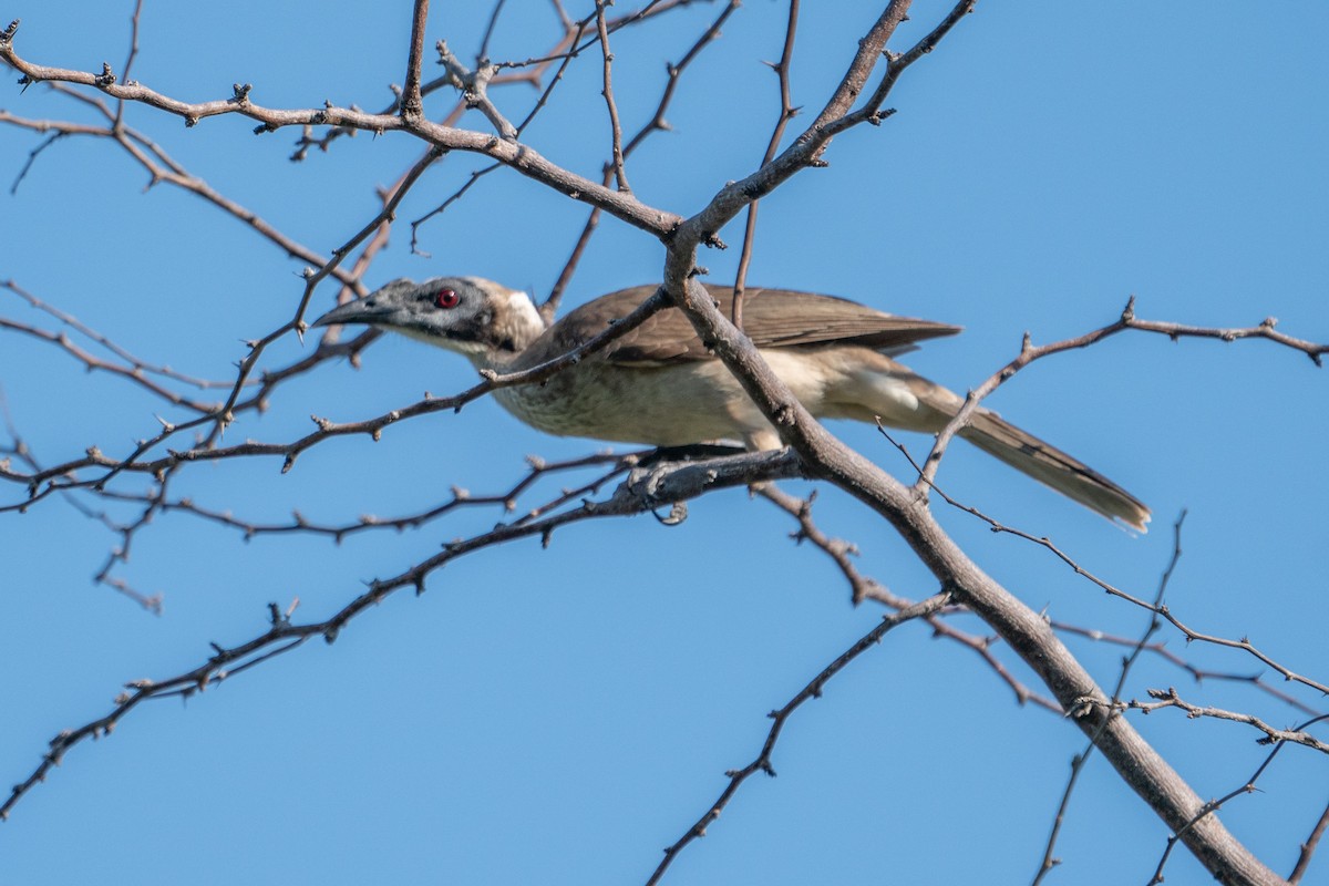 Helmeted Friarbird (Tenggara) - ML577027211