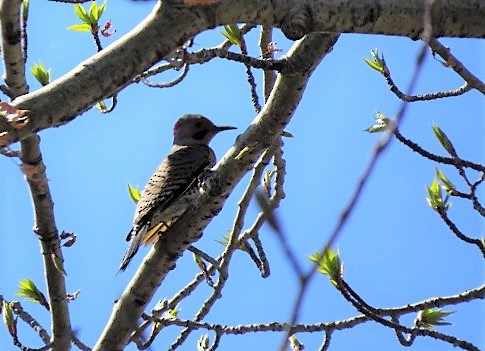 Northern Flicker (Yellow-shafted) - Lynn Barber