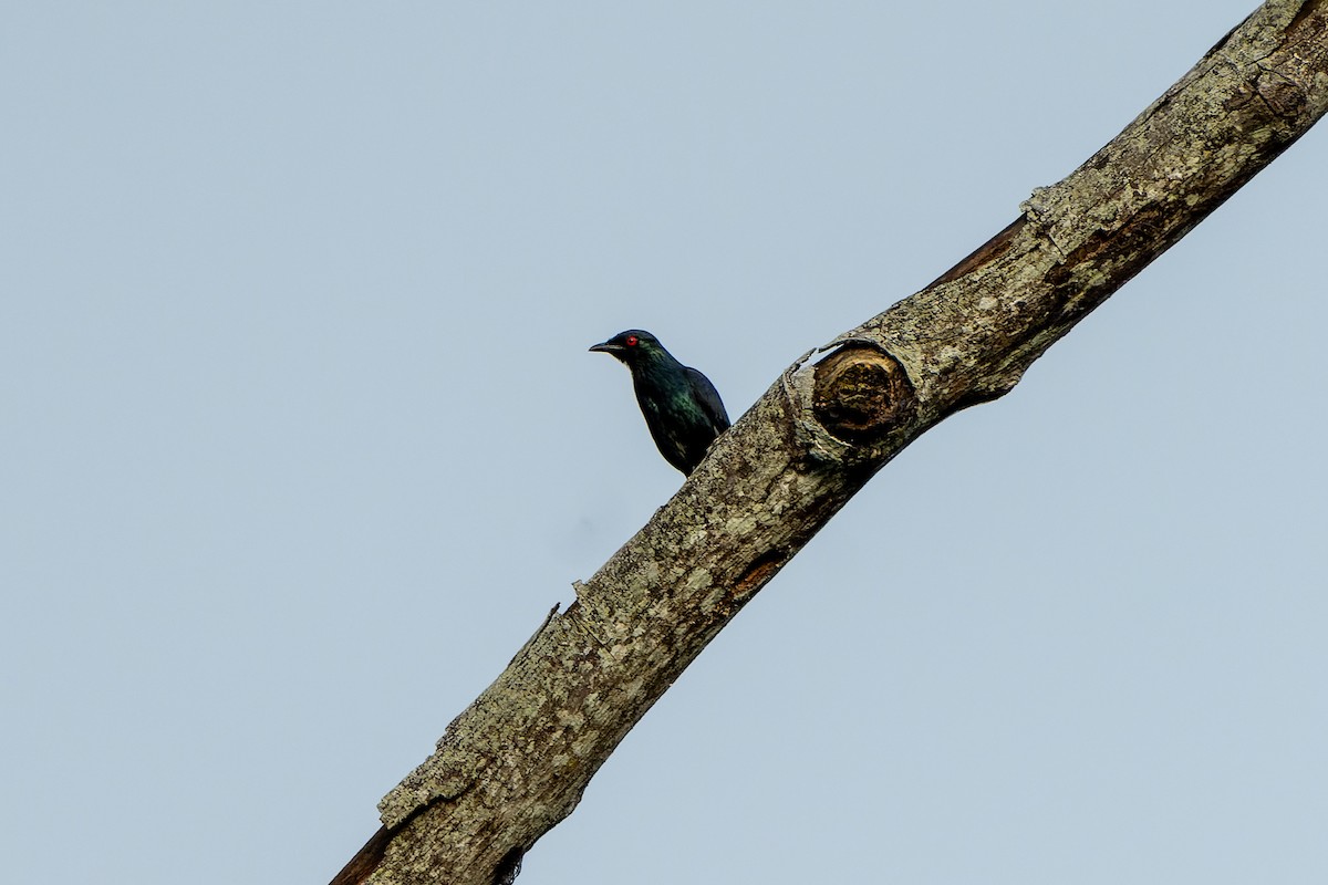 Short-tailed Starling - James Churches