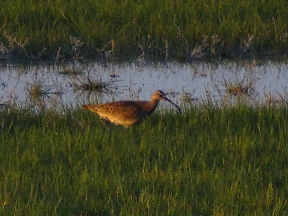 Whimbrel - Billy Fenimore