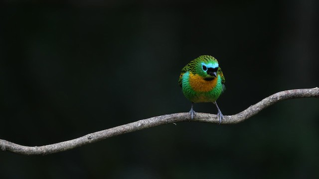 Brassy-breasted Tanager - ML577040451