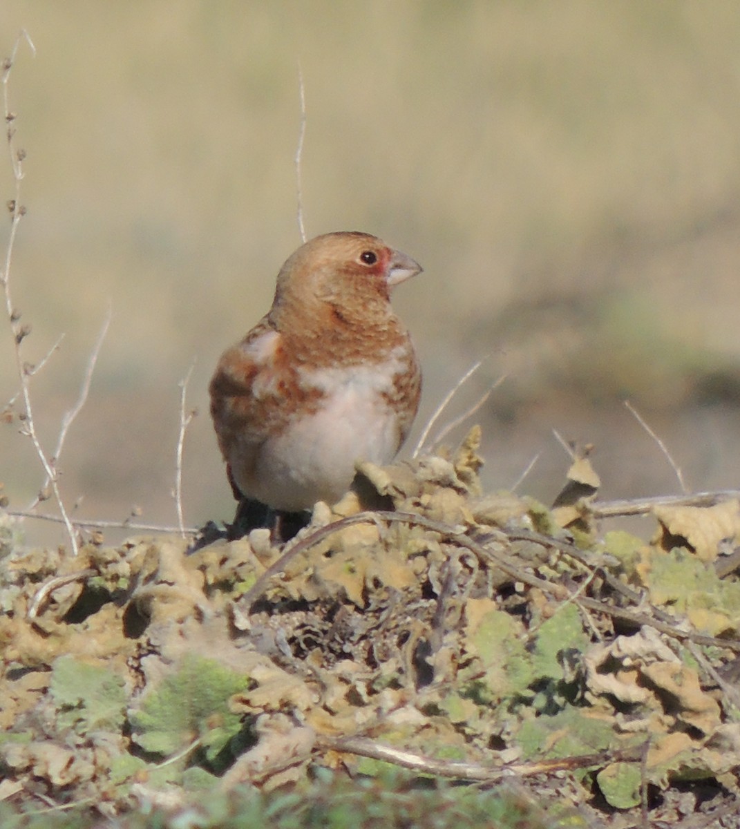Crimson-winged Finch (Eurasian) - ML577040471