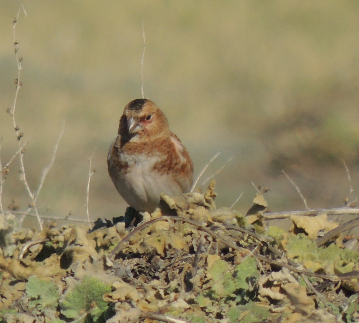 Crimson-winged Finch (Eurasian) - ML577040491