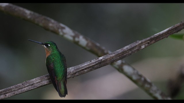 kolibřík brazilský - ML577041501